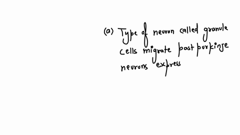 in-the-cerebellum-a-second-mitotic-layer-the-external-granular-layer-forms-at-the-region-farthest-removed-from-the-ventricular-zone-a-type-of-neuron-called-granule-cells-migrate-past-purkinj-13703