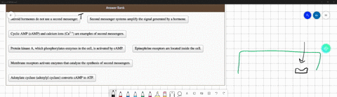 true-false-answer-bank-steroid-hormones-do-not-use-second-messenger-second-messenger-systems-amplify-the-signal-generated-by-hormone_-cyclic-amp-camp-and-calcium-ions-ca-are-examples-of-scco-38453