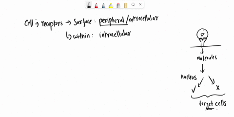 how-can-a-cell-use-an-extracellular-peripheral-protein-as-the-receptor-to-transmit-a-signal-into-the-33287