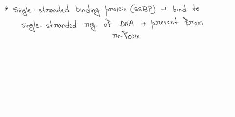 if-sinele-stranded-binding-protein-ssb-not-present-durlng-dna-replication-what-would-you-expect-see-the-replisome-complex-would-not-assemble-on-the-oric-region-the-dna-canno-bend-hydrogen-bo-32444