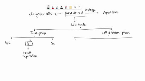 here-are-the-terms-that-you-will-need-to-include-in-your-concept-map-feel-free-to-do-2-separate-concept-maps-initially-if-needed-and-thenjoin-them-together-if-possible-mitosis_-meiosis-haplo-64143