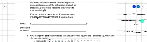 transcribe-this-segment-of-dna-give-the-mrna-sequence-and-then-translate-the-mrna-give-the-amino-acid-sequence-of-the-polypeptide-that-will-be-produced-how-does-a-ribosome-know-where-to-star-78234