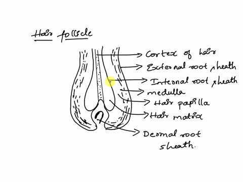 label-the-structures-of-the-hair-follicle-hair-papilla-externalroot-sheath-medulla-internalroot-sheath-hair-matrix-dermalroot-sheath-cortex-of-hai-prey-9of24-next-38832