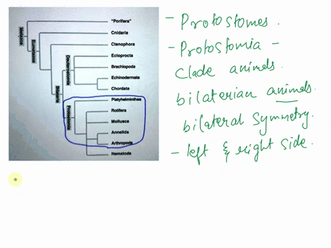 in-the-tree-below-the-circled-group-would-be-considered-porilera-cnldaria-1-ctenophora-ecloprocla-brchlopodu-echlnodormala-chordala-pletyhelmi-rotllota-molluecu-annellda-arnropod-nemaloda-48663
