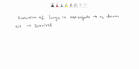 postulate-about-the-adaptive-origins-of-the-lung-in-tetrapods-why-would-evolution-select-for-the-development-of-lungs-how-can-lungs-develop-in-a-previously-aquatic-organism-what-use-would-a-93357
