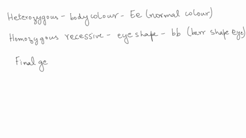 from-the-information-given-what-allele-combinations-will-be-in-the-gametes-of-a-fly-that-is-heterozygousfor-body-color-and-homozygous-recessive-for-eye-shape-organism-gene-phenotype-genotype-55177
