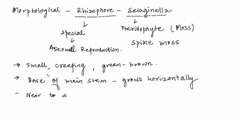 describe-in-brief-morphological-nature-of-the-rhizophore-of-selaginella-59052