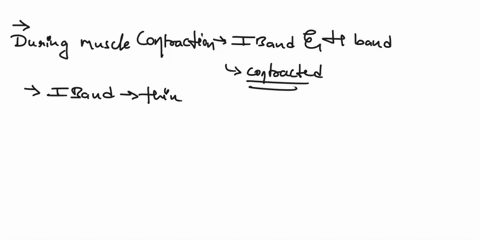 this-is-a-multiple-multiple-select-all-of-the-correct-answers-which-regions-of-the-sarcomere-get-shorter-during-muscle-contraction-a-i-band-b-h-band-c-z-diskline-d-m-line-e-aband-65111
