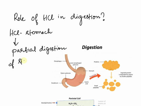 the-stomach-produces-hcl-hydrochloric-acid-to-aid-in-the-partial-chemical-digestion-of-proteins-within-the-stomach-briefly-explain-how-hcl-is-produced-its-role-in-aiding-digestion-and-the-me-88197