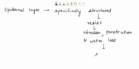 which-epidermal-layer-is-structured-to-resist-abrasion-penetration-and-water-loss-31825