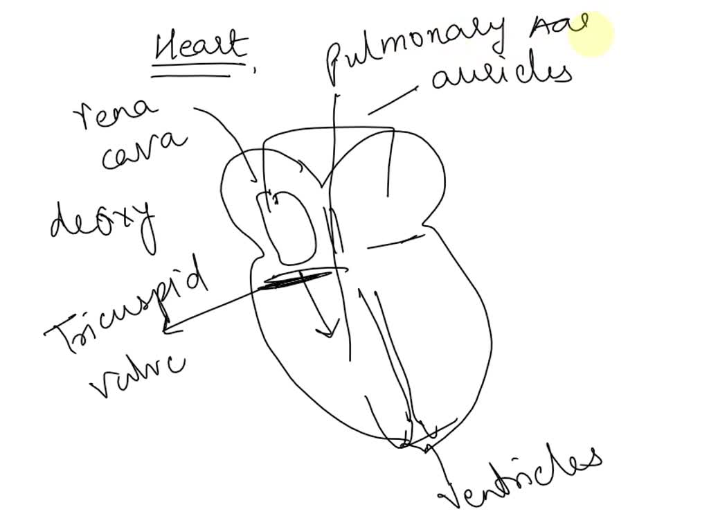 Solved: The Human Heart Is A Four-chambered Hydraulic Pump. A Hydraulic 