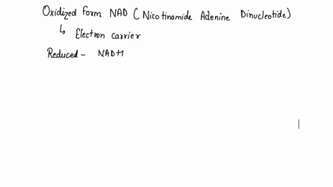 what-do-the-electrons-added-to-nad-do-a-they-become-part-of-a-fermentation-pathway-b-they-go-to-another-pathway-for-atp-production-c-they-energize-the-entry-of-the-acetyl-group-into-the-citr-85428