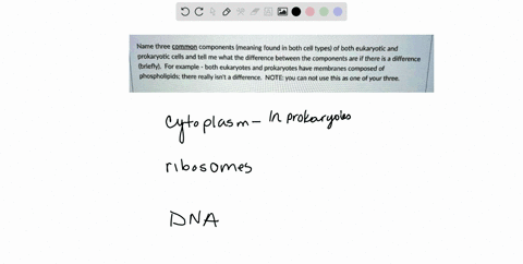 name-three-common-components-meaning-found-in-both-cell-types-of-both-eukaryotic-and-prokaryotic-cells-and-tell-me-what-the-difference-between-the-components-are-if-there-is-3-difference-bri-46888