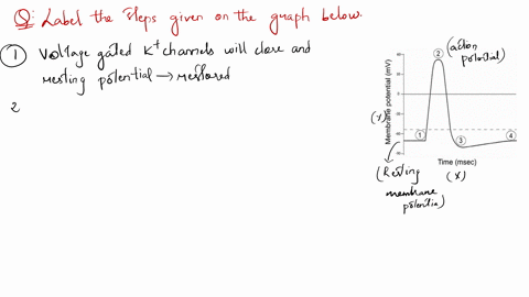 an-action-potential-is-triggered-causing-voltage-gated-na-channels-to-open-na-diffuses-into-the-cell-and-depolarizes-the-cell-membrane-voltage-gated-na-channels-inactivate-and-voltage-gated-43129