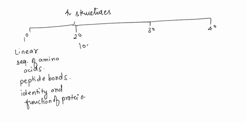 define-and-compare-the-four-levels-of-protein-organization-20337
