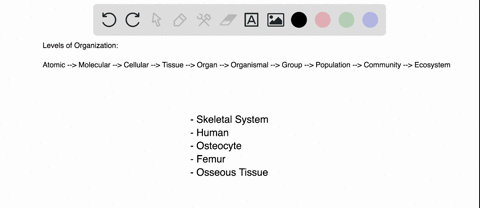 question-25-poinis-in-terms-of-the-levels-of-organization-place-the-following-items-in-order-skeletal-system-human_-osteocyte-bone-cell-femur-thigh-bone-osseous-tissue-a-skeletal-system-huma-14705