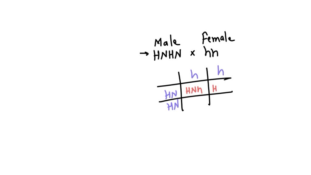 solved-humans-the-allele-for-normal-hemoglobin-hn-is-codominant-to-the-allele-for-sickle