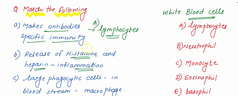 match-the-white-blood-cell-with-its-function-makes-antibodies-responsible-for-specific-immunity-releases-histamine-and-heparin-to-cause-inflammation-a-lymphocyte-b-neutrophil-large-phagocyti-82396