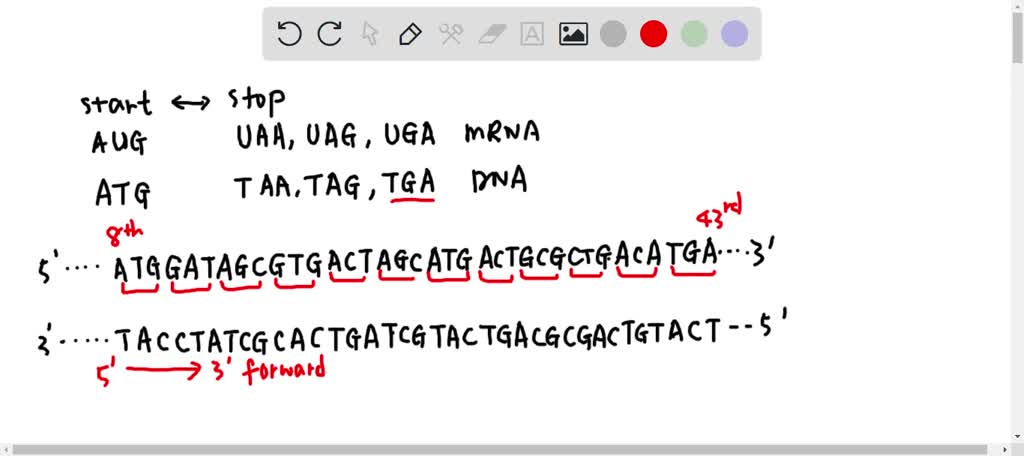 SOLVED: Below is the sequence of a gene, and you would like to clone ...