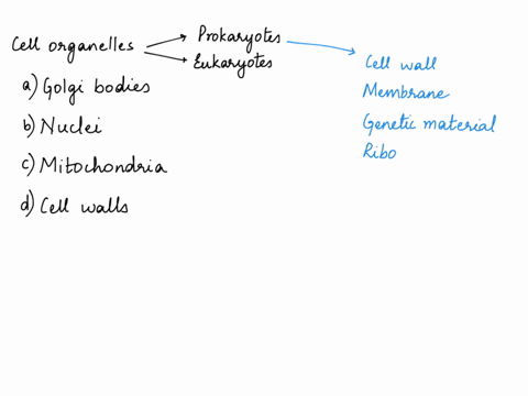 which-of-the-following-describes-a-function-of-the-endoplasmic-reticulum-within-a-cell-prokaryotic-and-eukaryotic-cells-have-found-in-either-type-of-cell-a-golgi-bodies-b-nuclei-c-mitochondr-80641
