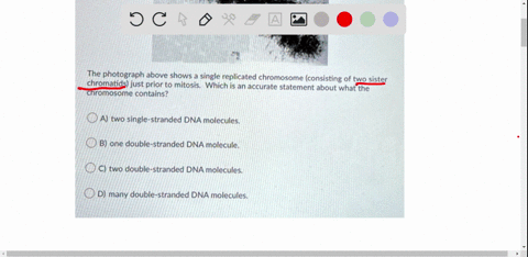 question-13-mandatory-1-point-the-photograph-above-shows-a-single-replicated-chromosome-consisting-of-two-sister-chromatids-just-prior-to-mitosis-which-is-an-accurate-statement-about-what-th-90852