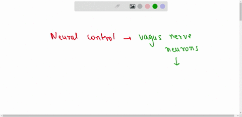 some-neurons-in-the-vagus-nerve-terminate-on-sinoatrial-pacemaker-cells-in-the-heart-these-neurons-secrete-___-which-ultimately-results-in-a-__-heart-rate-this-is-an-example-of-___-control-s-32552