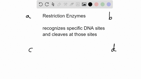 restriction-enzymes-in-bacterial-cells-are-ordinarily-used-a-during-dna-replication-b-to-degrade-the-60171