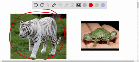 you-are-reading-a-scientific-article-about-cheetahs-that-have-stripes-down-their-backs-instead-of-spots-the-article-refers-to-this-as-a-genetic-mutation-though-they-have-no-negative-impact-on-the-chee