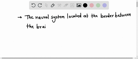 the-neural-system-located-at-the-border-between-the-brainstem-and-the-cerebral-hemispheres-is-known-as-the-80708