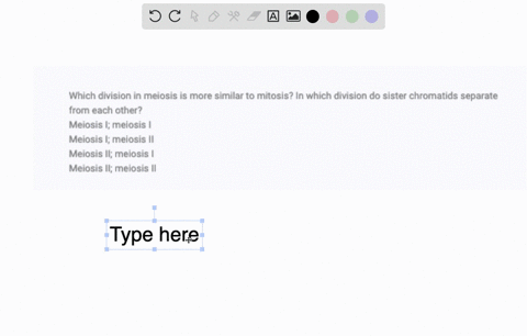 which-division-in-meiosis-is-more-similar-to-mitosis-in-which-division-do-sister-chromatids-separate-from-each-other-meiosis-i-meiosis-i-meiosis-i-meiosis-ii-meiosis-ii-meiosis-i-meiosis-ii-89153