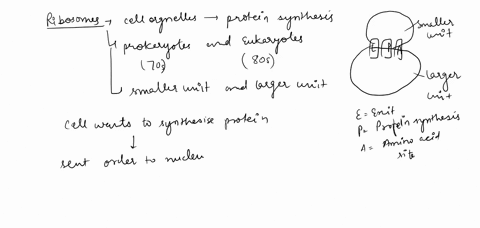 a-poison-added-to-an-in-vitro-translation-mixture-containing-mrna-molecules-with-the-sequence-5-augaaaaaaaaaaaauaa-3-has-the-following-effect-the-only-product-made-is-a-met-lys-dipeptide-tha-57156