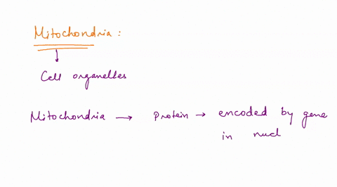 ttictinoi-cuue-question-2-which-of-the-following-statements-about-mitochondria-is-true-most-mitochondrial-proteins-are-encoded-by-genes-in-the-nucleus-mitochondrial-dna-has-a-much-lower-muta-51114