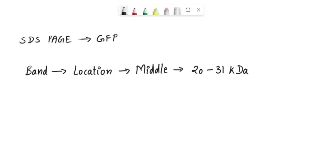 SOLVED SDSPAGE pattern of GFP kDa 66.2 45 Calculate molecular weight