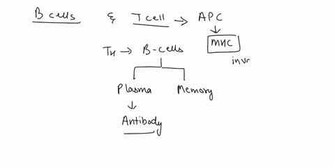 which-of-the-following-best-describes-the-difference-in-the-way-b-cells-and-t-cells-deal-with-invade-71354