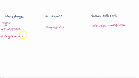 differentiate-between-the-phagocytes-macrophages-and-neutrophils-and-natural-killer-cells-hint-the-major-differences-are-what-they-targetattack-and-how-they-attack-their-targets-12139