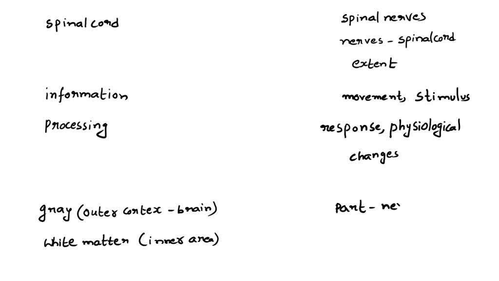 peripheral-nervous-system-pns-what-it-is-function