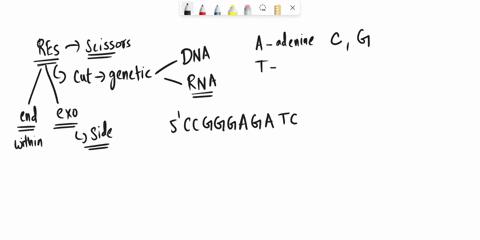 ifyou-cut-the-following-single-stranded-dna-fragment-with-restriction-enzyme-with-restriction-site-f-5gaattc-3-and-the-cutting-point-between-gand-a-1-howmany-fragments-you-will-get-2-specify-00345
