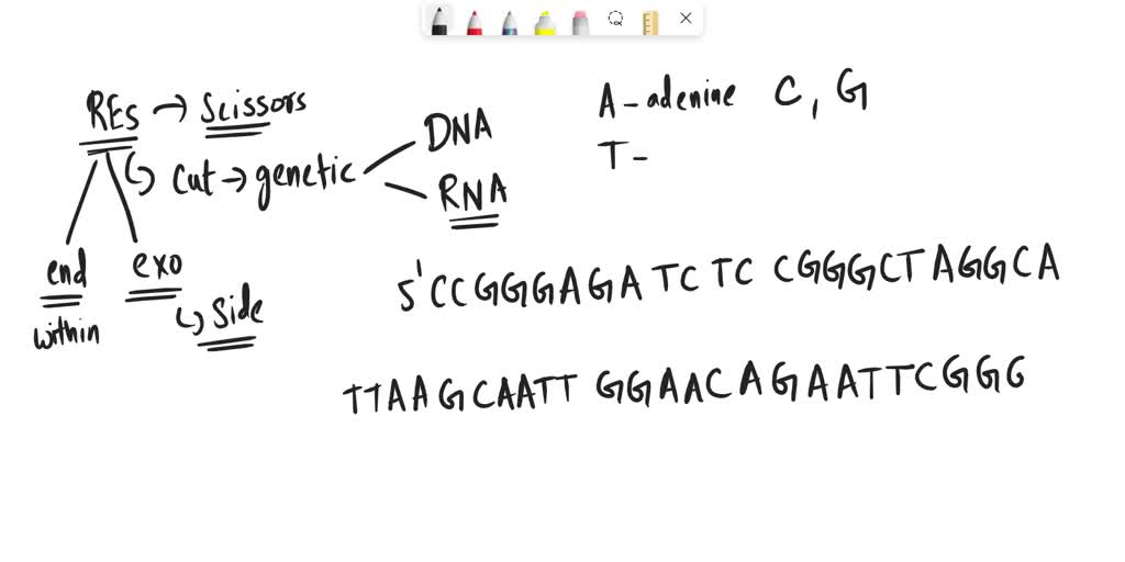 SOLVED: 2 Rsal is a blunt-end restriction endonuclease specific for the ...