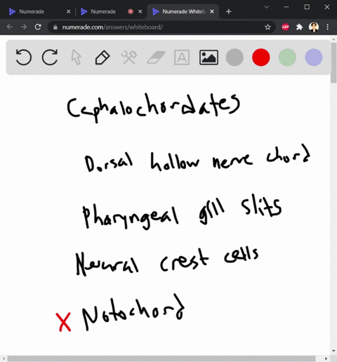 which-of-the-following-terms-does-not-apply-to-the-developmental-characteristics-of-the-cephalochordates-dorsal-hollow-nerve-chord-pharyngeal-gill-slits-neural-crest-cells-notochord-52965
