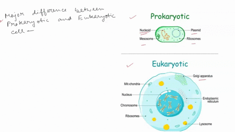 question-32-2-pts-which-of-the-following-is-a-major-difference-between-prokaryotic-cells-and-eukaryotic-cells-eukaryotic-cells-have-flagella-while-prokaryotic-cells-do-not-eukaryotic-cells-h-49057