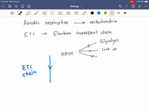 when-does-oxygen-become-involved-in-the-process-of-aerobic-respiration