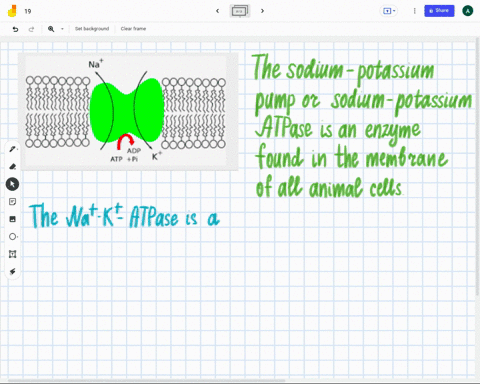 the-na-k-atpase-is-an-a-protein-b-carbohydrate-c-lipid-d-nucleic-acid-01738