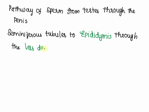 2trace-the-pathway-of-sperm-from-testes-through-the-penis-including-the-accessory-glandsstart-with-seminiferous-tubules-seminiferous-tubules-to-where-stored-until-ejaculation-through-the-pas-53533