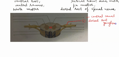 i-just-need-number-one-i-need-to-fill-in-the-blanks-419-it-increased-owest-rer-which-exer-cise-review-sheet-spinal-nerves-15-and-spinal-cord-lab-timedate-name-anatomy-of-the-spinal-cord-anat-92475