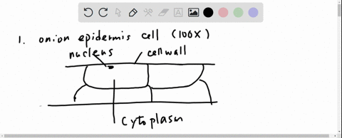 plasmolysis-is-the-shrinking-of-the-cytoplasm-of-plant-cell-in-response-t0-dlffusion-of-waler-out-of-the-cell-and-into-hypertonic-solution-high-solute-concentration-surrounding-the-cell-as-s-96443