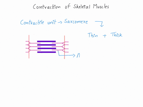 short-answer-explain-based-on-the-structure-of-the-muscle-fibers-why-skeletal-muscles-can-contract-b-58803