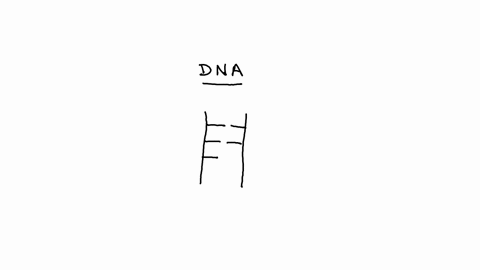 if-a-double-stranded-dna-sample-was-composed-of-15-percent-guanine-what-would-be-the-percentage-of-cytosine