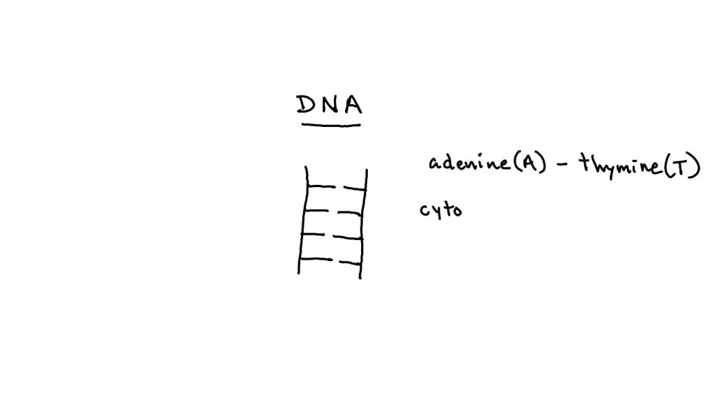 solved-if-a-double-stranded-dna-sample-was-composed-of-15-percent