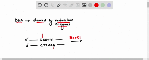 3-a-what-are-the-short-single-stranded-overhangs-created-by-cleavage-of-dna-by-specific-restriction-enzymes-b-what-are-the-ends-left-by-restriction-enzymes-that-do-not-have-5-or-3-overhangs-85048