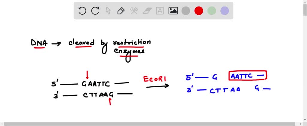 Solved A What Are The Short Single Stranded Overhangs Created By Cleavage Of Dna By